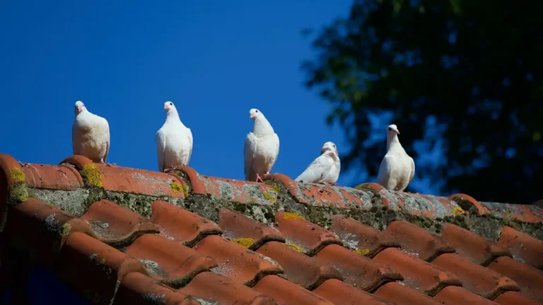 Protecting Solar Panels from Birds and Other Animals