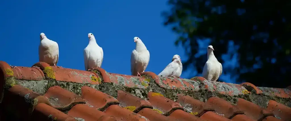 Pigeons on a Rooftop and solar panels