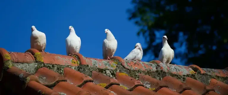 Image shows how pigeons and birds can damage solar panels